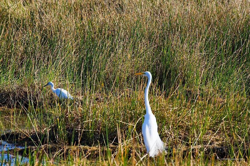 20090220_161136 D3 P1 5100x3400 srgb.jpg - Loxahatchee National Wildlife Preserve